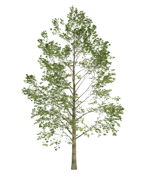 Осина дерево для детей