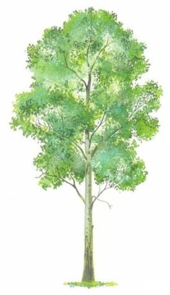 Дерево осина на прозрачном фоне