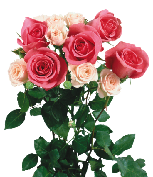 Букет роз на прозрачном фоне