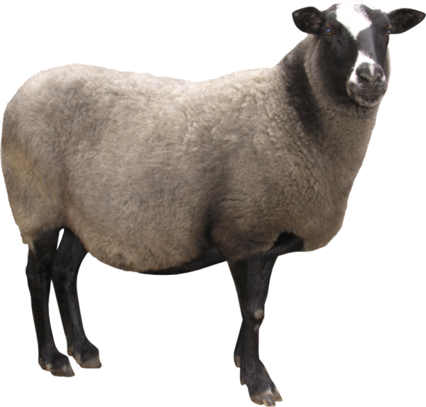 Домашние животные без фона