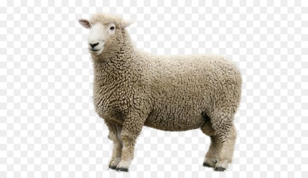 Овца для фотошопа