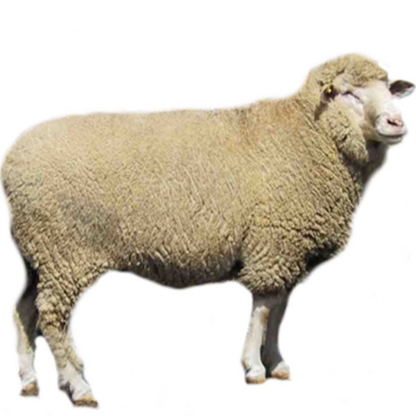 Баран на белом фоне