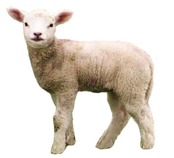 Ягненок для детей