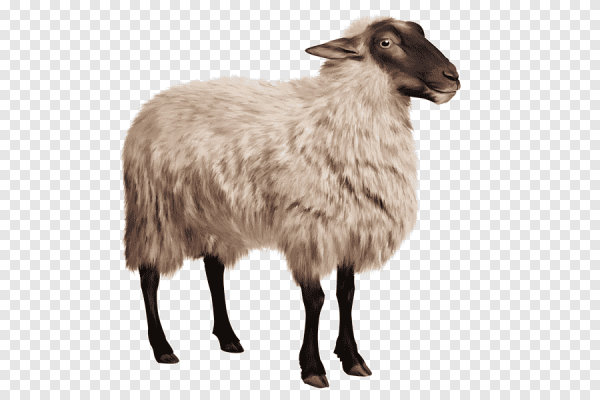 Овца на прозрачном фоне для фотошопа