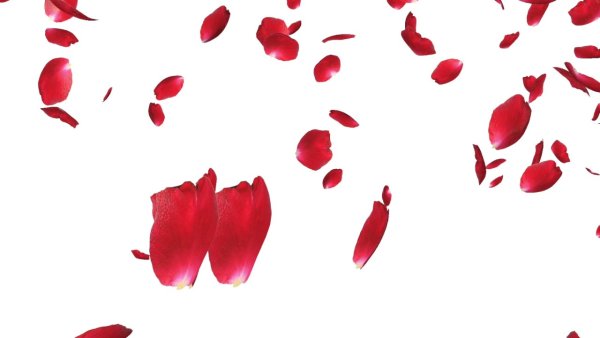 Падающие лепестки