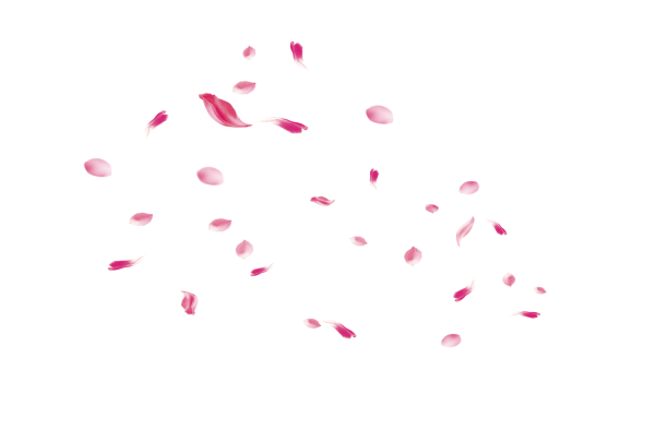 Падающие лепестки Сакуры