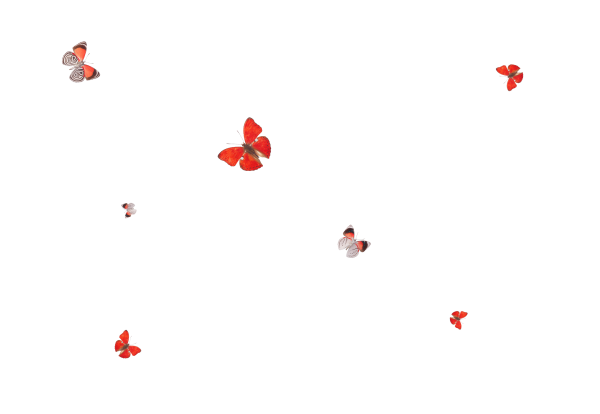 Россыпь бабочек на прозрачном фоне