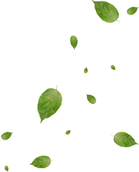 Зеленый лист