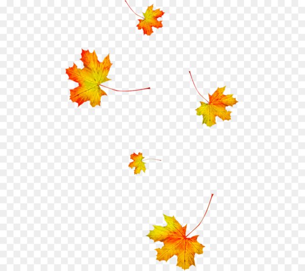 Осенние листья анимация на прозрачном фоне