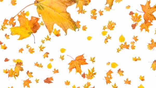 Падающие листья на прозрачном фоне