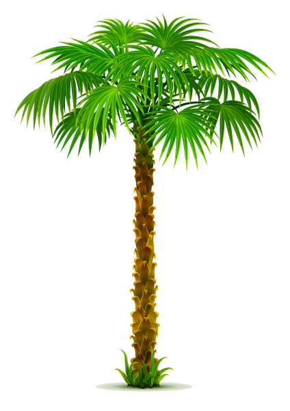 Сабаль Пальма золото