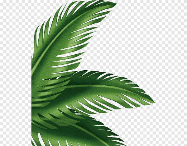 Лист пальмы