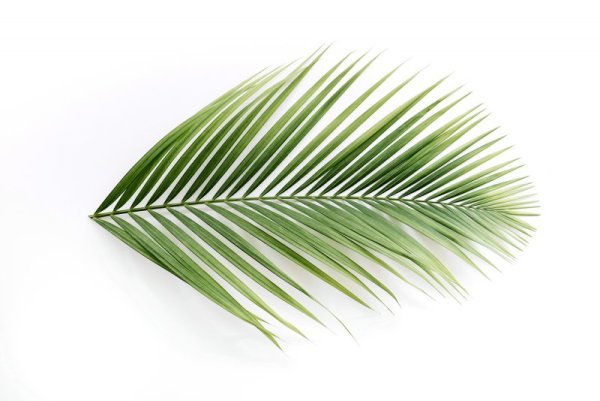 Лист пальмы