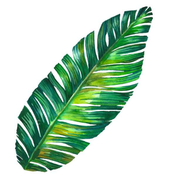 Лист пальмы