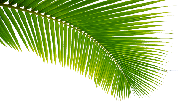 Лист пальмы