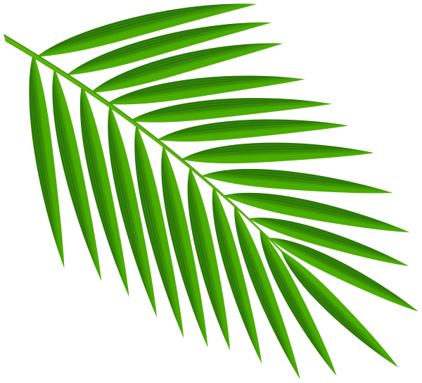 Ветка пальмы