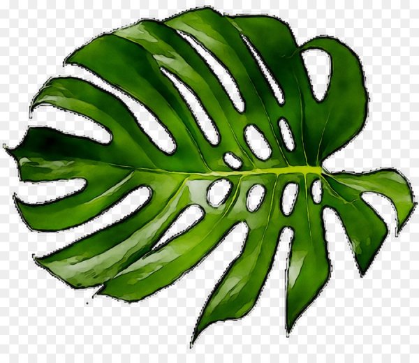 Тропический листок