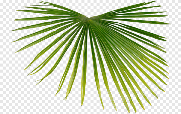 Ветка пальмы
