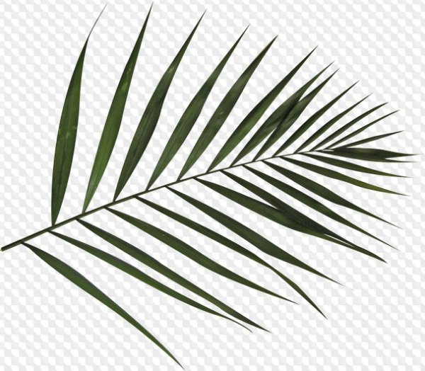 Пальмовая ветка на прозрачном фоне