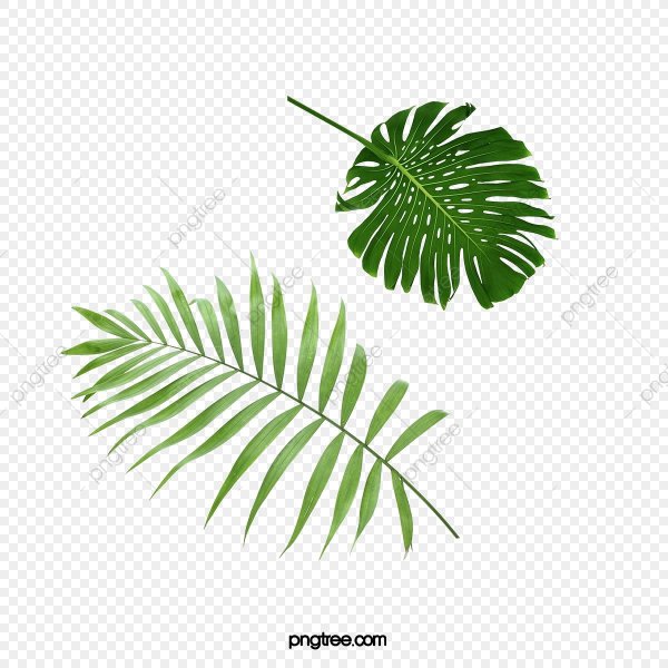 Листья пальмы сверху