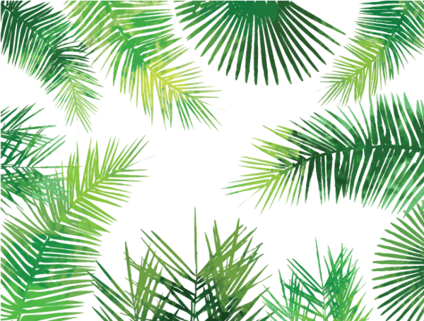 Лист пальмы