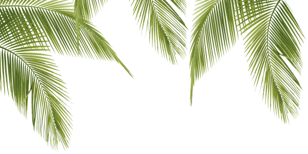 Ветвь пальмы