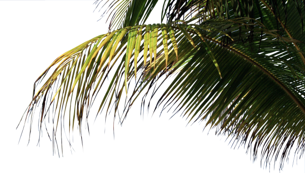 Пальмовая ветка на прозрачном фоне