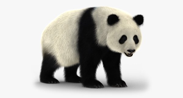 Панда на белом фоне