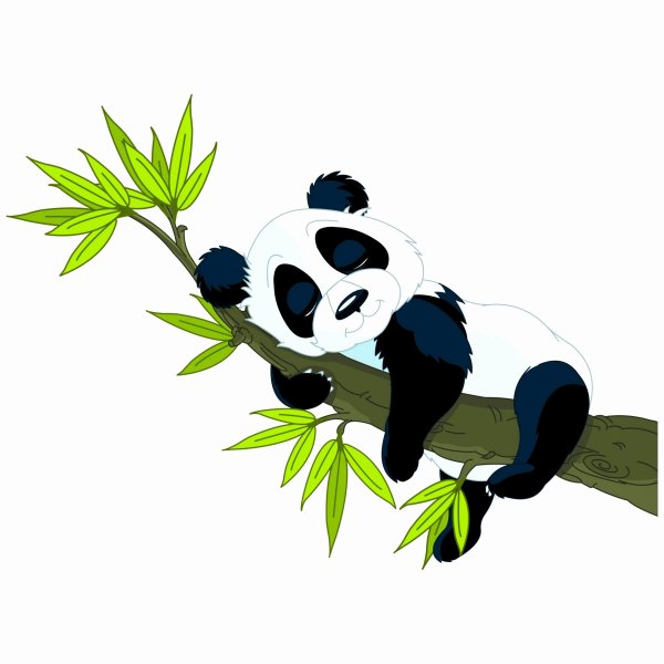 Панда на белом фоне