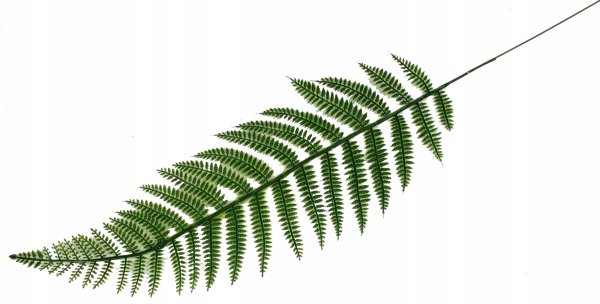 Листик папоротника