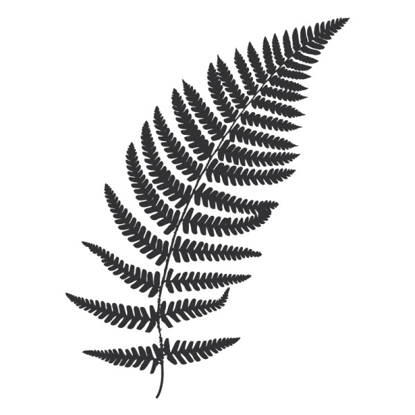 Папоротник эскиз