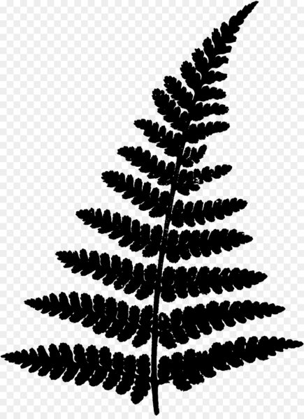 Папоротник силуэт