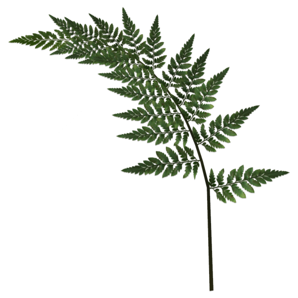 Лист папоротника на прозрачном фоне