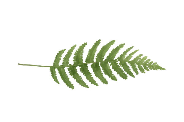 Лист папоротника