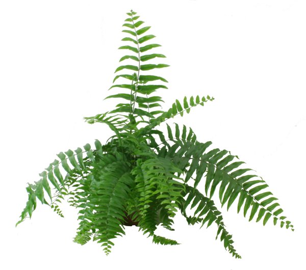 Папоротник нефролепис на белом фоне