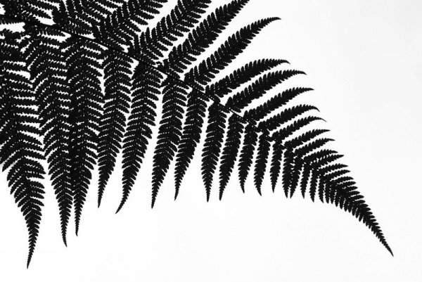 Папоротник вектор чб