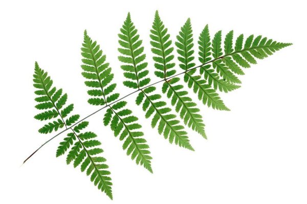 Листок папоротника на белом фоне