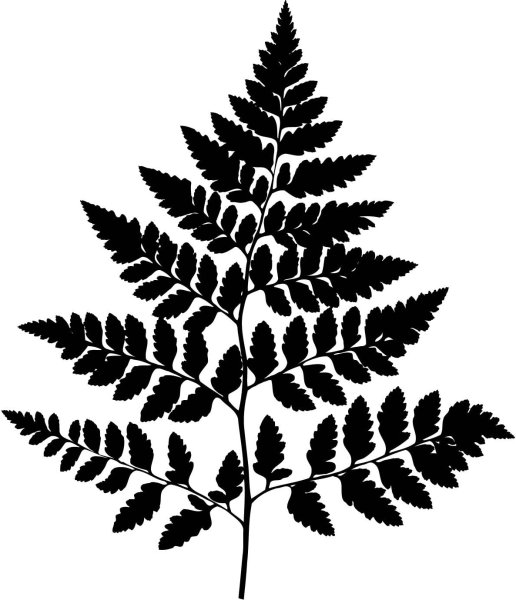 Лист папоротника