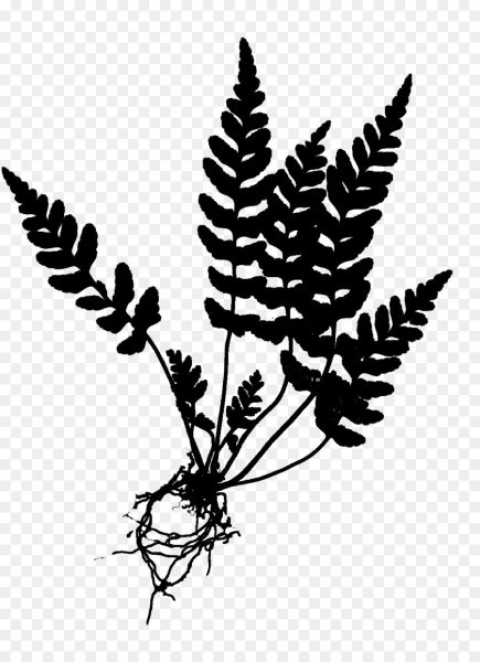 Узор папоротник (Fern)