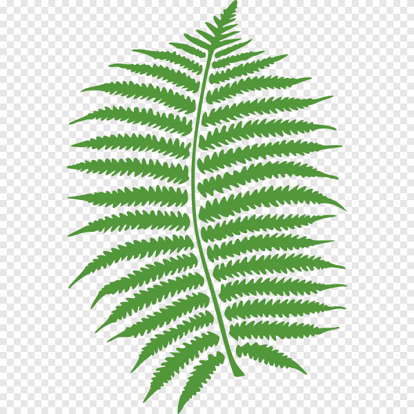 Папоротник клипарт на прозрачном фоне