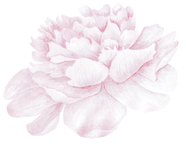 Пионы без фона