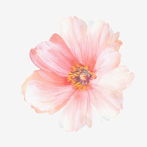 Нежные цветы акварель на белом фоне