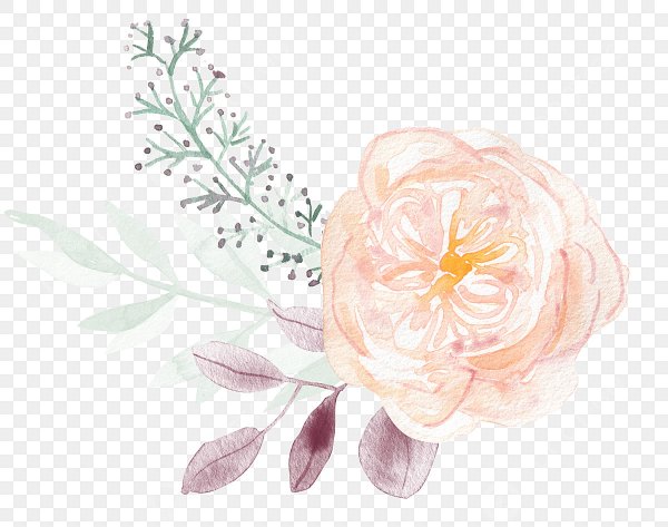 Пудровые розы акварель