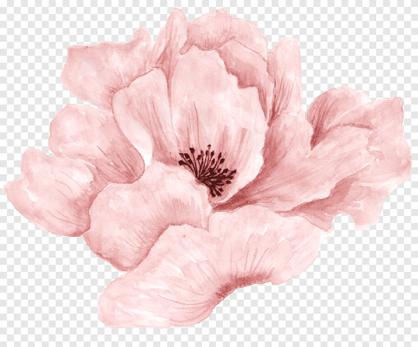 Акварельные цветы розовые