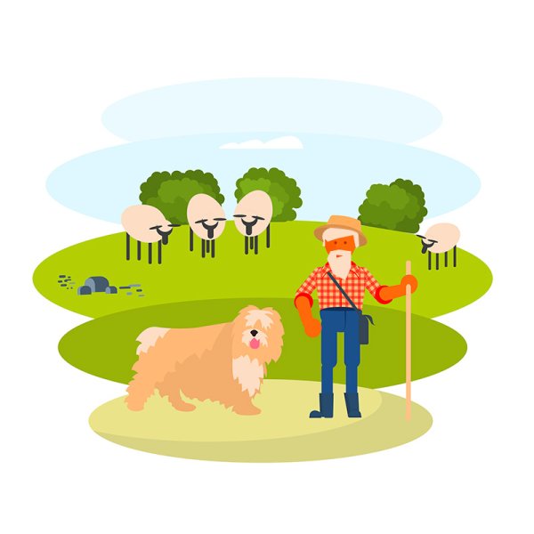 Пастух овец на белом фоне