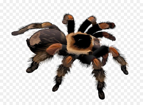 Птицеед на белом фоне