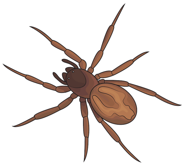 Паучок клипарт