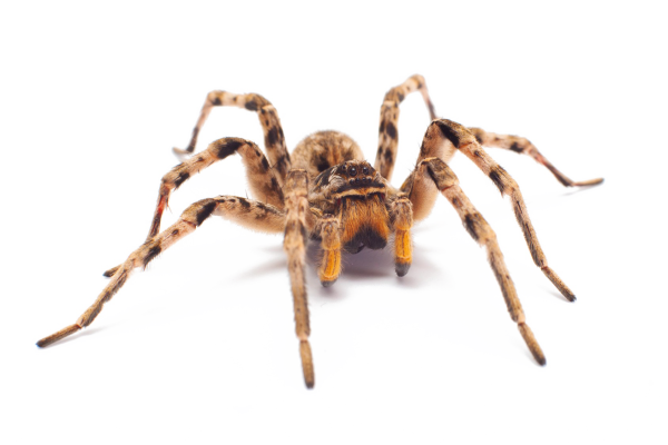 Паучок на белом фоне