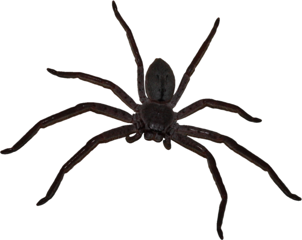 Паук на прозрачном фоне