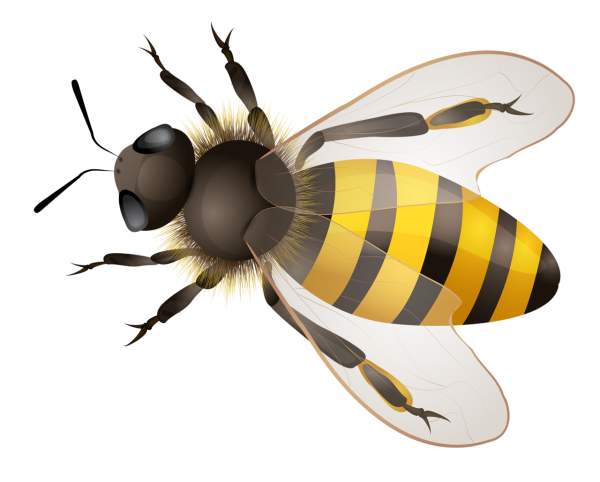 Пчелка на прозрачном фоне